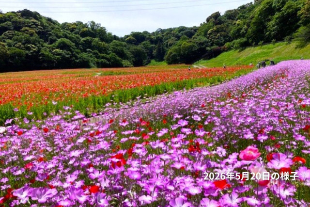 横須賀くりはま花の国・5/20～開花情報
